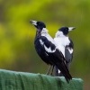 Fletnak australsky - Gymnorhina tibicen - Australian Magpie o9428